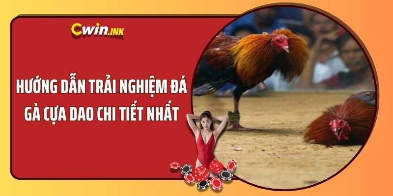 Hướng dẫn trải nghiệm đá gà cựa dao chi tiết nhất